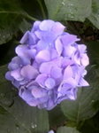 070624_1321〜01.JPG.jpg